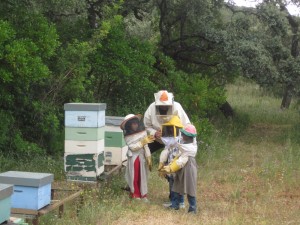 apicultura 13